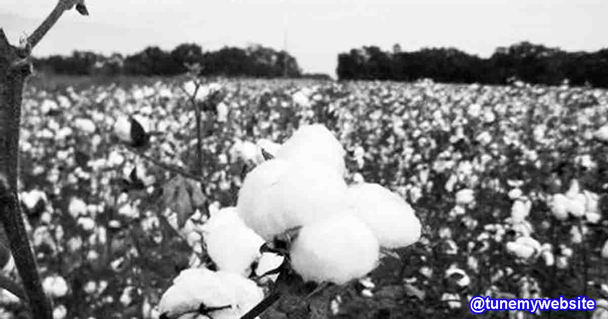 Major cotton industry group warns US ban China supply chains