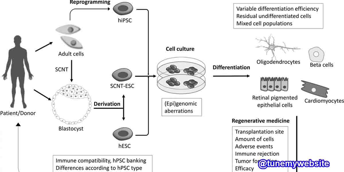 P53 Multiple Roles Acquired Pluripotent Stem Cell Differentiation